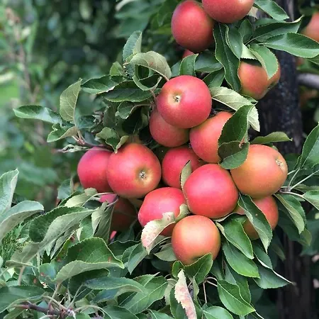 Holiday home Op De Hendrik Hoeve In