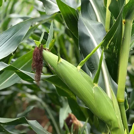 Op De Hendrik Hoeve In * Buren (Gelderland)