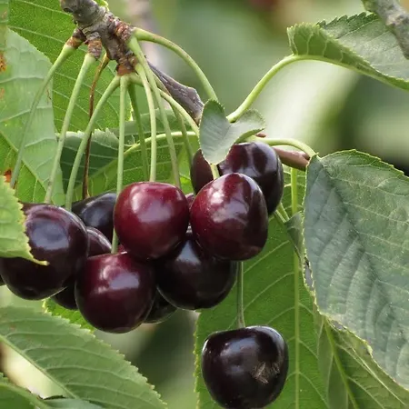 Op De Hendrik Hoeve In