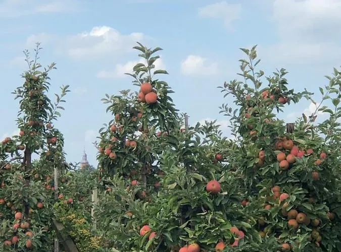 בית נופש Op De Hendrik Hoeve In Buren (Gelderland)