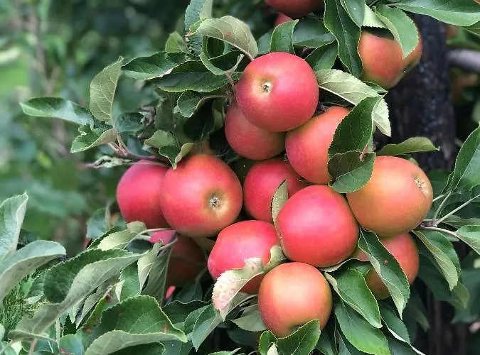 בית נופש Op De Hendrik Hoeve In