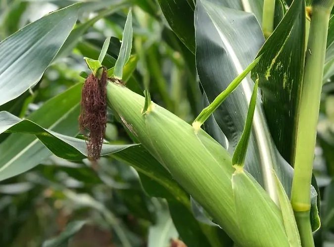 Op De Hendrik Hoeve In * Buren (Gelderland)