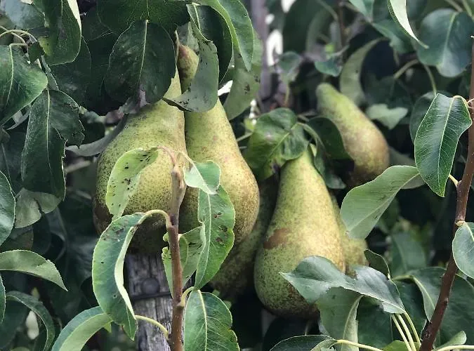 בית נופש Op De Hendrik Hoeve In Buren (Gelderland)
