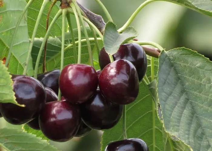 Op De Hendrik Hoeve In