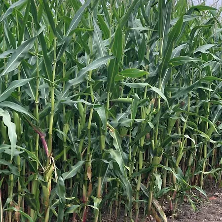 Op De Hendrik Hoeve In 別荘 Buren