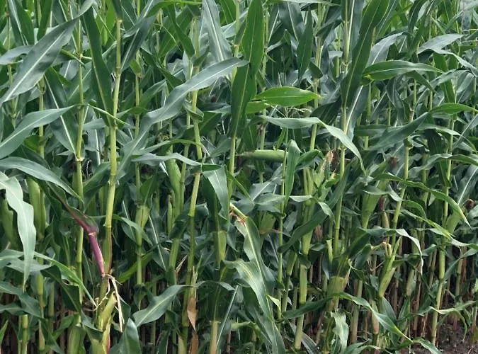 Op De Hendrik Hoeve In Сasa de vacaciones Buren (Gelderland)