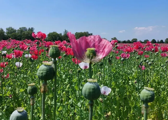 Op De Hendrik Hoeve In Buren (Gelderland)